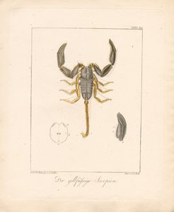Der Gelbbein-Skorpion (handkolorierte Kupferstichgravur)