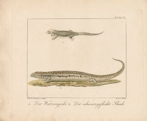 Türkischer Gecko und Okellierter Skink