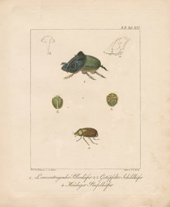 Verschiedene Käferarten von Ambrosius Gabler