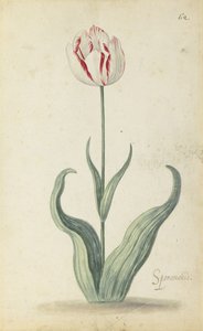 "Speramondi"-Tulpe, aus einem Blumenalbum