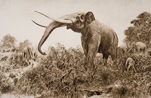 Der Chatham-Elefant, Illustration aus 