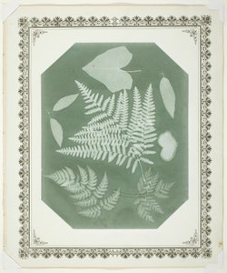 Studie von Blättern