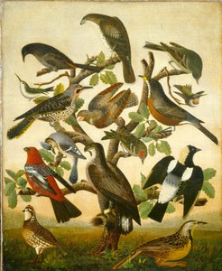 Vögel von American 19th Century