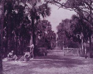 Ein Palmetto-Hain nahe Palatka, Florida