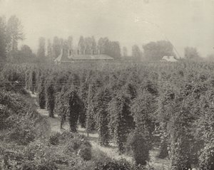 Ein Hopfenhof in Washington
