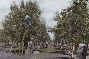 Oregon: Obsternte in einem Obstgarten im Rouge River Valley von American Photographer (after)