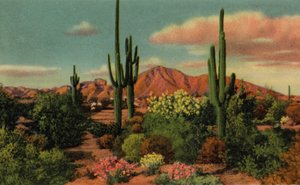 Phoenix, Arizona: Camelback Mountain und Wüste