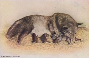Chicago: Timberwolf und Jungtier, Lincoln Park von American Photographer