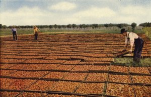 Aprikosen trocknen, San Joaquin Valley von American Photographer