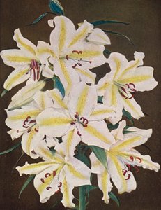 Lilien: Lilium Auratum Platyphyllum von American Photographer