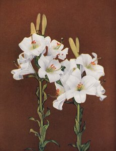 Lilien: Lilium Candidum von American Photographer