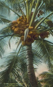 Porto Rico: Kokosnüsse wachsen in Porto Rico von American Photographer