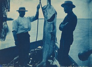 Tarpon oder Silberkönig von American Photographer