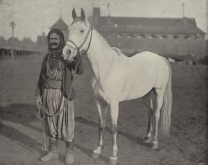 Das preisgekrönte Pferd der Beduinen von American Photographer