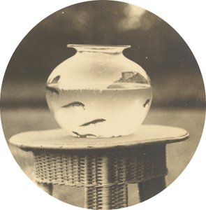 Ohne Titel (Goldfischglas), ca. 1888