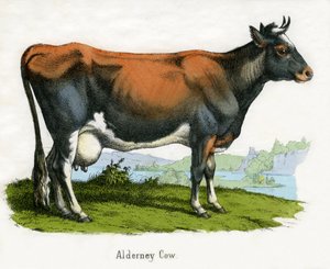 Alderney-Kuh, aus Die Naturgeschichte der Tiere