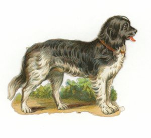 Schwarz-weißer Hund