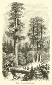 Riesige Bäume von Kalifornien von American School