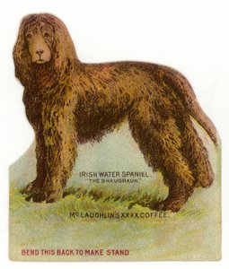 Irischer Wasserspaniel