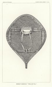 Nenenot-Schneeschuh - Schwalbenschwanz von American School