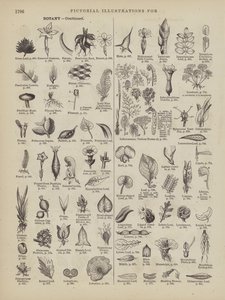 Seite aus Websters vollständigem Wörterbuch (George Bell) von American School