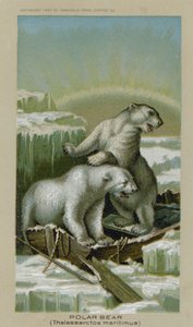Eisbär, Thalassarctos Maritimus