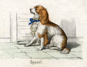 Spaniel, aus Die Naturgeschichte der Tiere