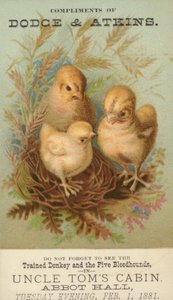 Drei Küken im Nest