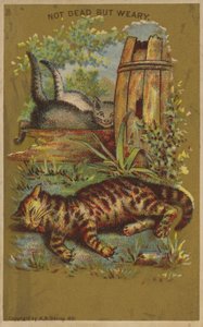 Drei müde Katzen
