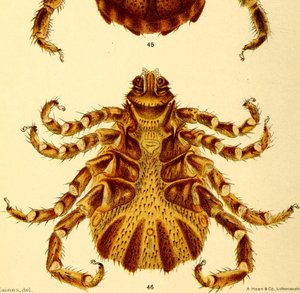 Ventralansicht des männlichen Boophilus Annulatus, Illustration aus "Cattle ticks"
