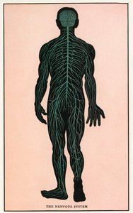 Vintage anatomischer Druck des menschlichen Nervensystems von American School