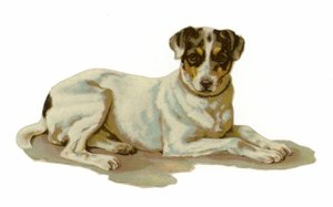 Junger Hund liegt