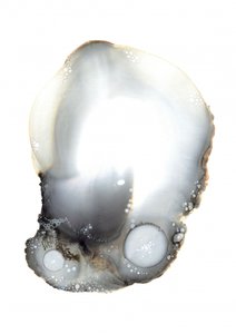 Exemplar XI von Amy Louise Baker