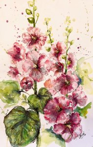 Lebendige Rosa Stockrosen