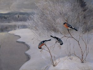 Gimpel von Anders Kongsrud