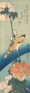 Ein Schwarznackenpirol auf einem Hibiskusstängel, ca. 1834 von Ando Hiroshige
