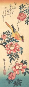 Östliche Grauwasserstelze und Rose, frühe 1830er Jahre