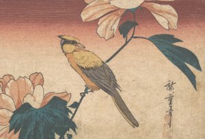 Hibiscus Mutabilis und Eichelhäher, ca. 1840