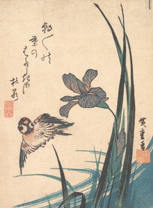 Iris und Spatz, ca. 1832 von Ando Hiroshige