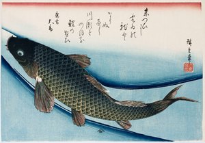 „Karpfen“, aus der Serie „Sammlung von Fischen“