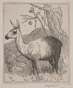 Ein Lama von Andreas Flinch