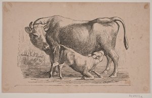 Die Kuh und das Kalb von Andreas Flinch