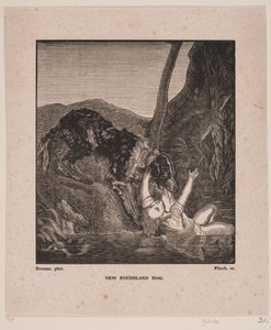 Neufundländer Hund von Andreas Flinch