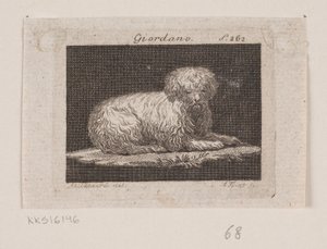 Giordano, ein liegender Hund