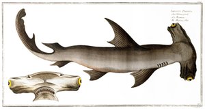Hammerhai (Balance Fish), veröffentlicht von Black