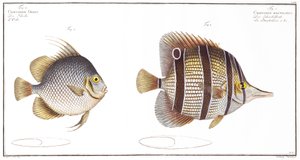 Kugelfisch und Schnabelfisch, veröffentlicht von Black von Andreas Ludwig Kruger