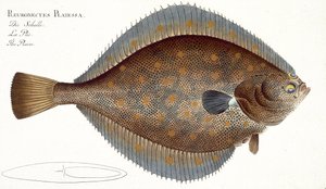 Scholle (Pleuronectes Platessa) Tafel XLII aus 