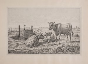 Ein Stier und zwei Kühe