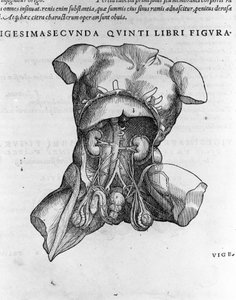 Andrea Vesalio (1514 - 1564), Arzt von Karl V. „Humani corporis fabrica libri septem“, Basel 1543. von Andreas Vesalius