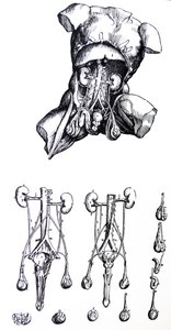 Die Platten aus dem fünften Buch der De Humani Corporis Fabrica von Andreas Vesalius